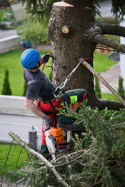 Best Tree Planting Service  in USA